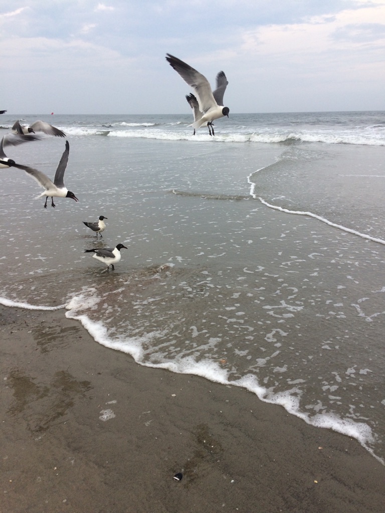 UNADJUSTEDNONRAW_thumb_a15